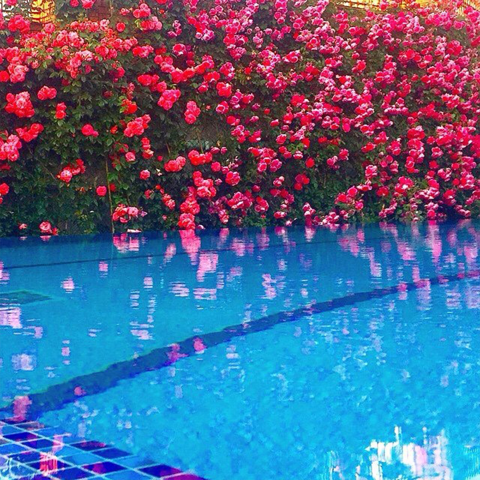 Благоустройство Бассейной зоны проект бассейна в "Вязовой роще" 2012г.