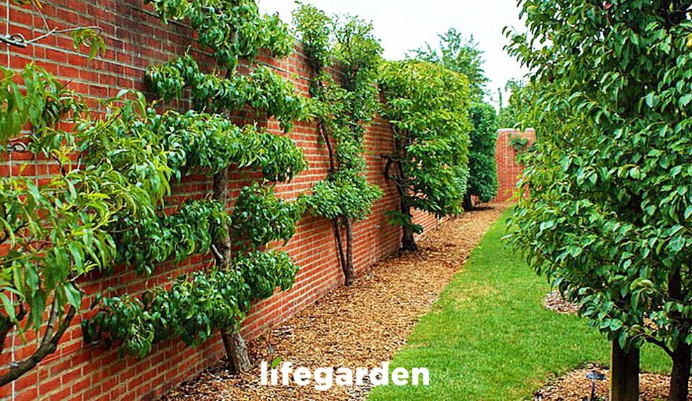 ПАЛЬМЕТТЫ - это плоские формировки плодовых деревьев.