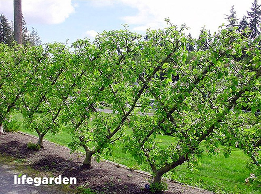 Обложка проекта: ПАЛЬМЕТТЫ - это плоские формировки плодовых деревьев.