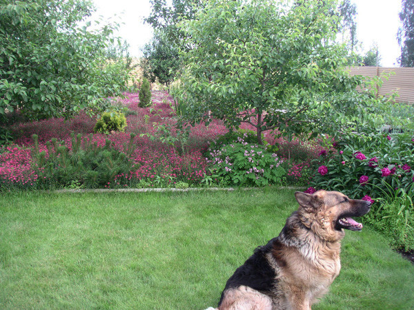 Озеленение участка