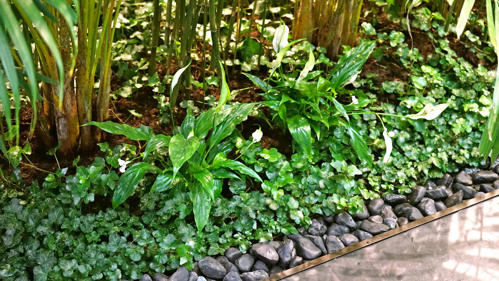 Обложка проекта: Внутреннее озеленение офиса