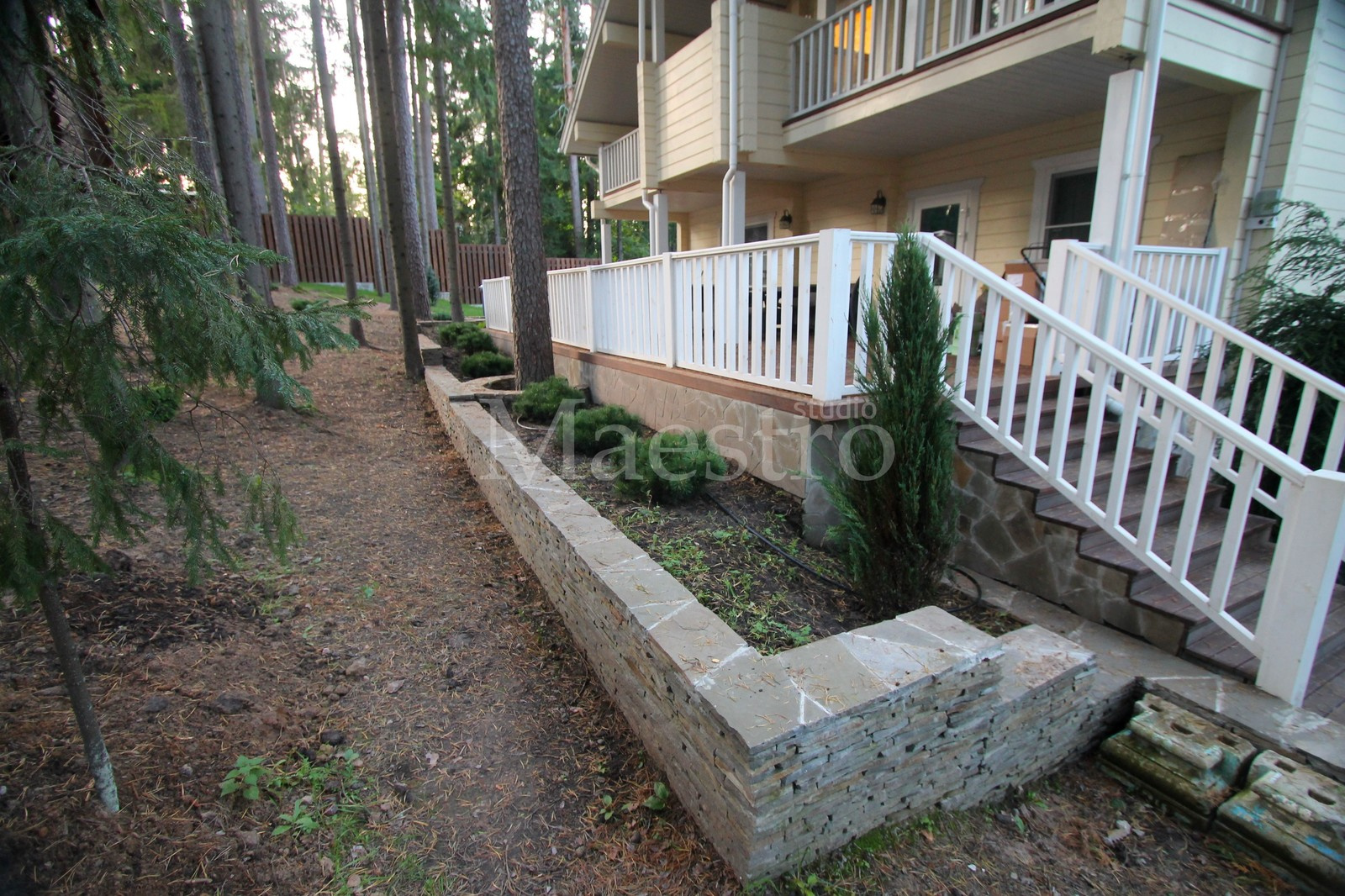 Посадки хвойных растений | Можжевельник