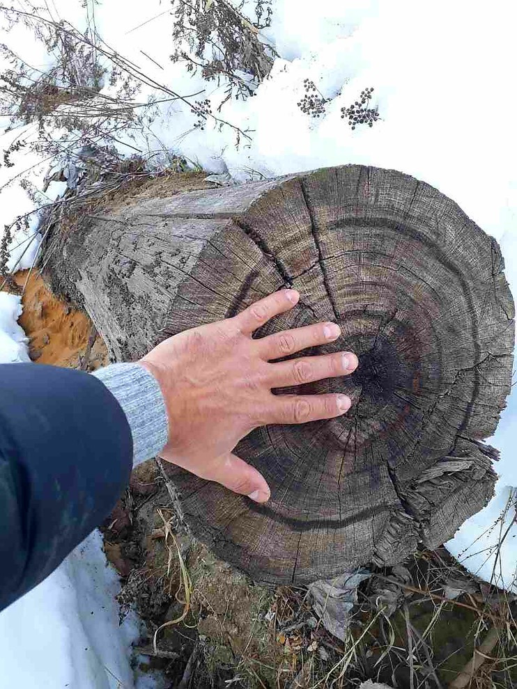 Мореный дуб bog oak, добыча от 03.2017