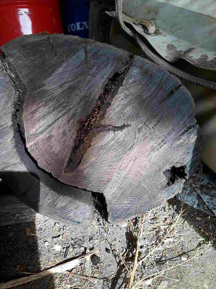 Мореный дуб bog oak, добыча от 03.2017