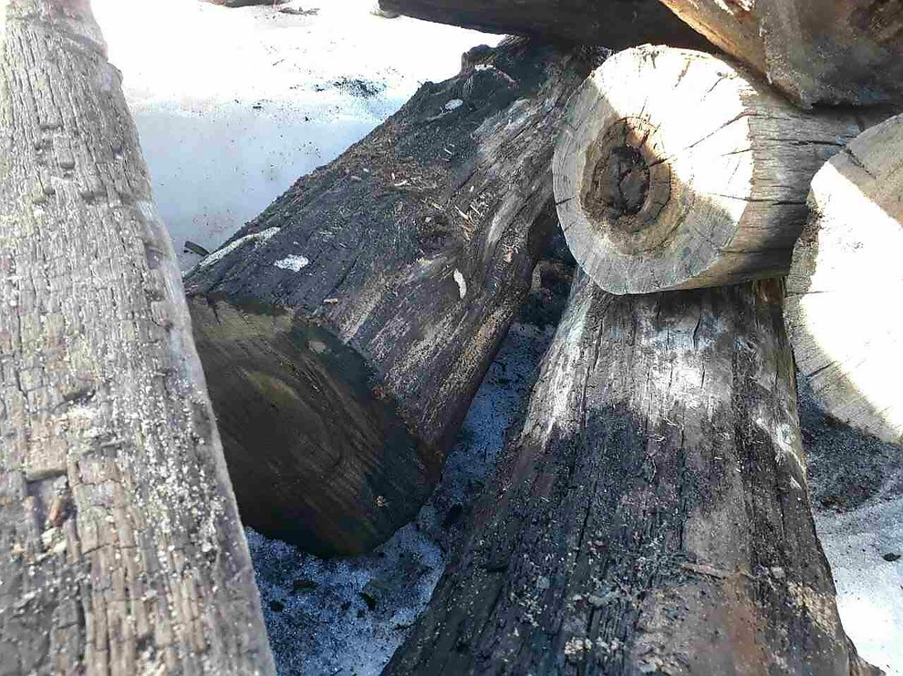 Мореный дуб bog oak, добыча от 03.2017