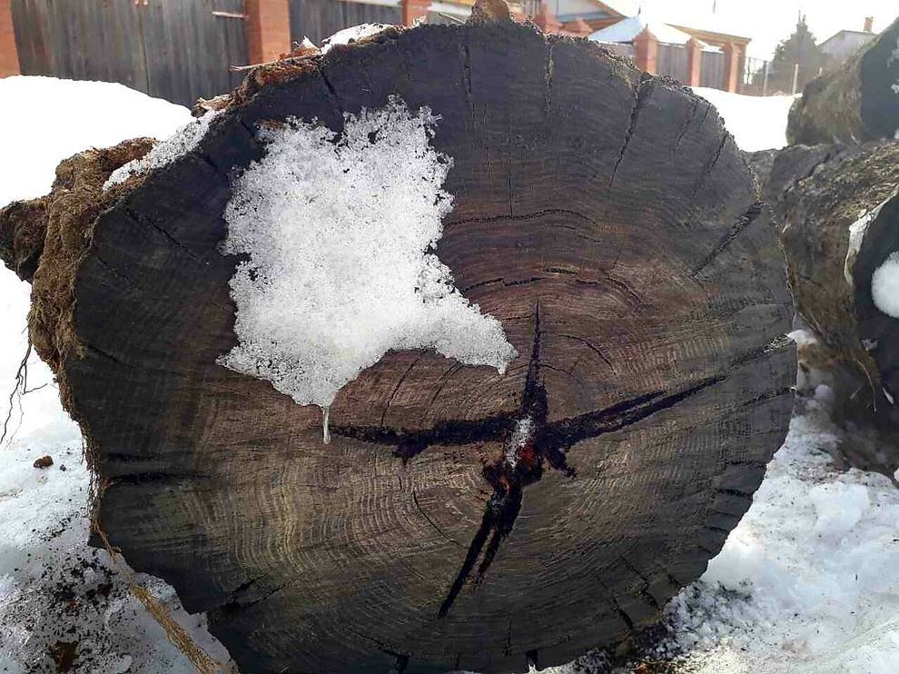 Мореный дуб bog oak, добыча от 03.2017