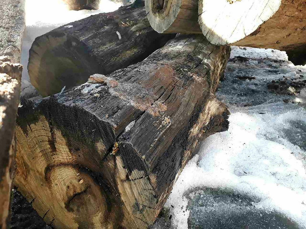 Мореный дуб bog oak, добыча от 03.2017