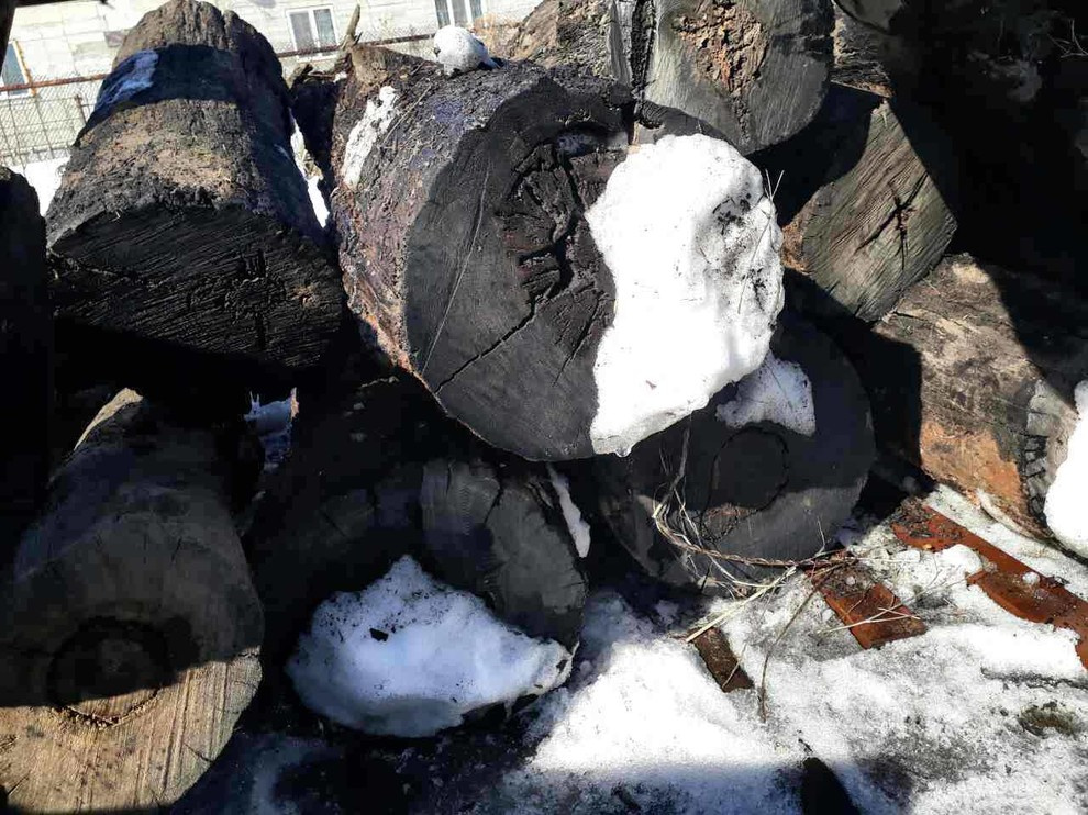 Мореный дуб bog oak, добыча от 03.2017