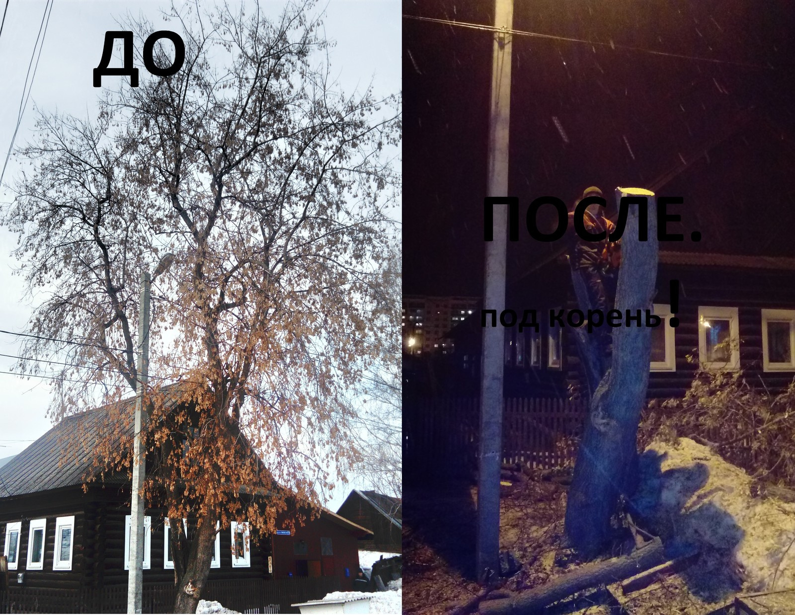 Обложка проекта: Спиливание деревьев в городе Перми.