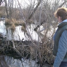 Строительство дачи у пруда с лебедями