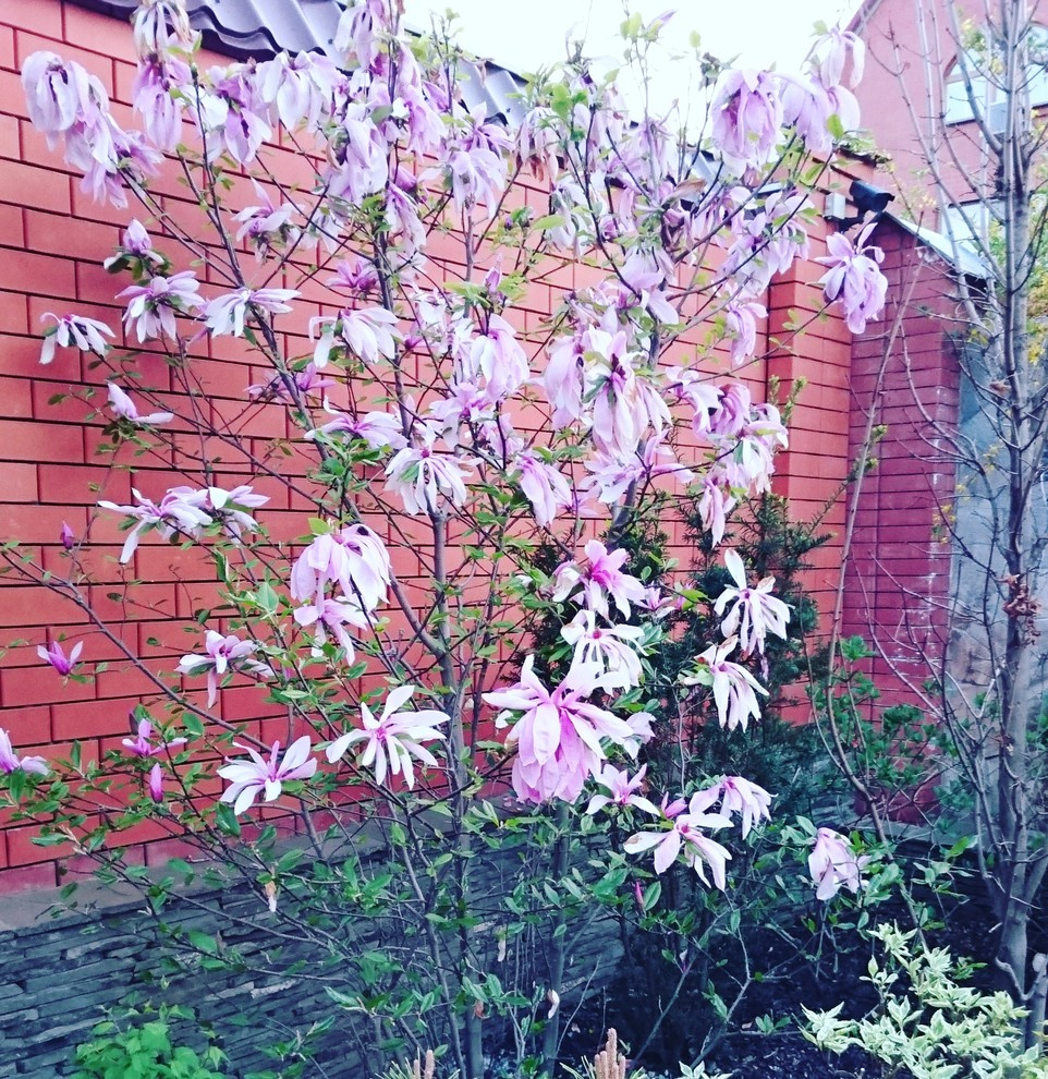 Обложка проекта: Растения для Вас