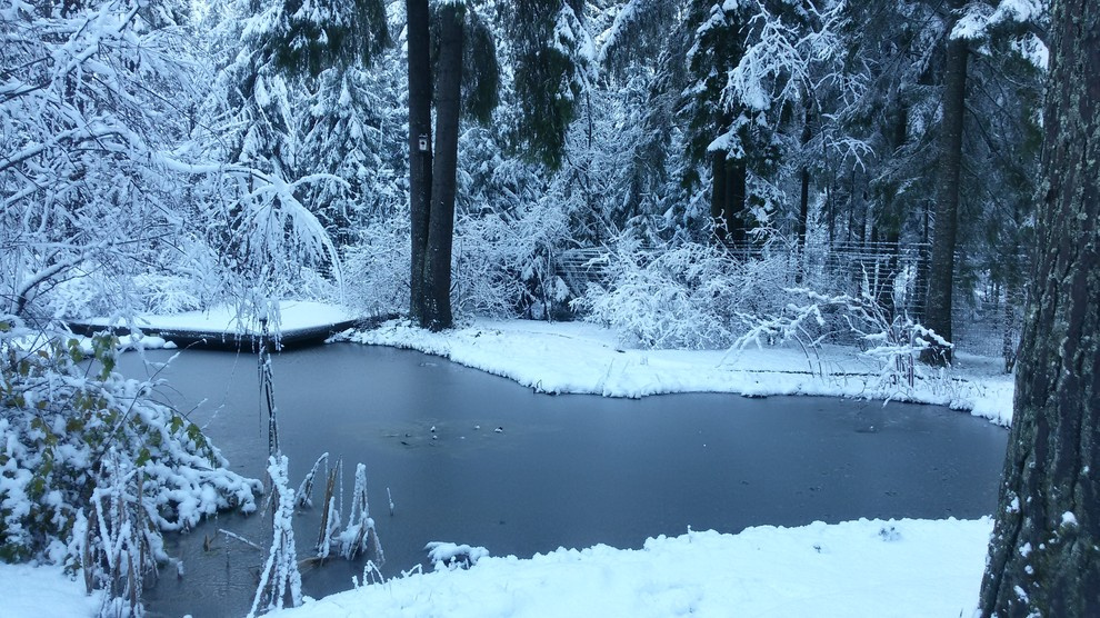 Зимний пруд