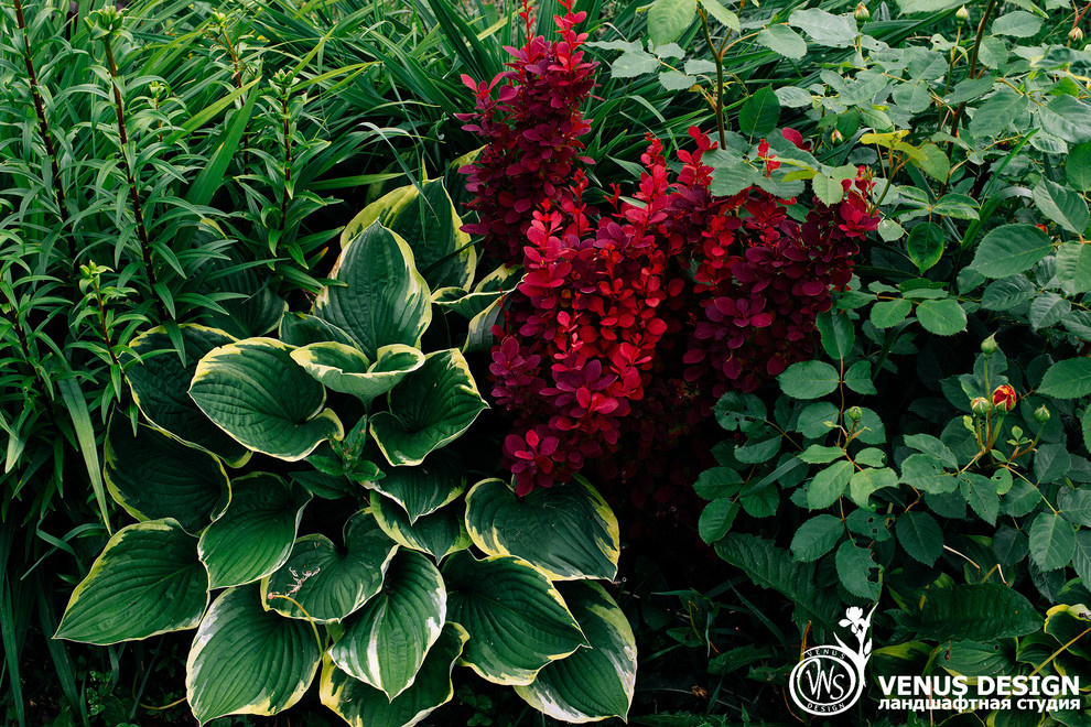 Майский махагон