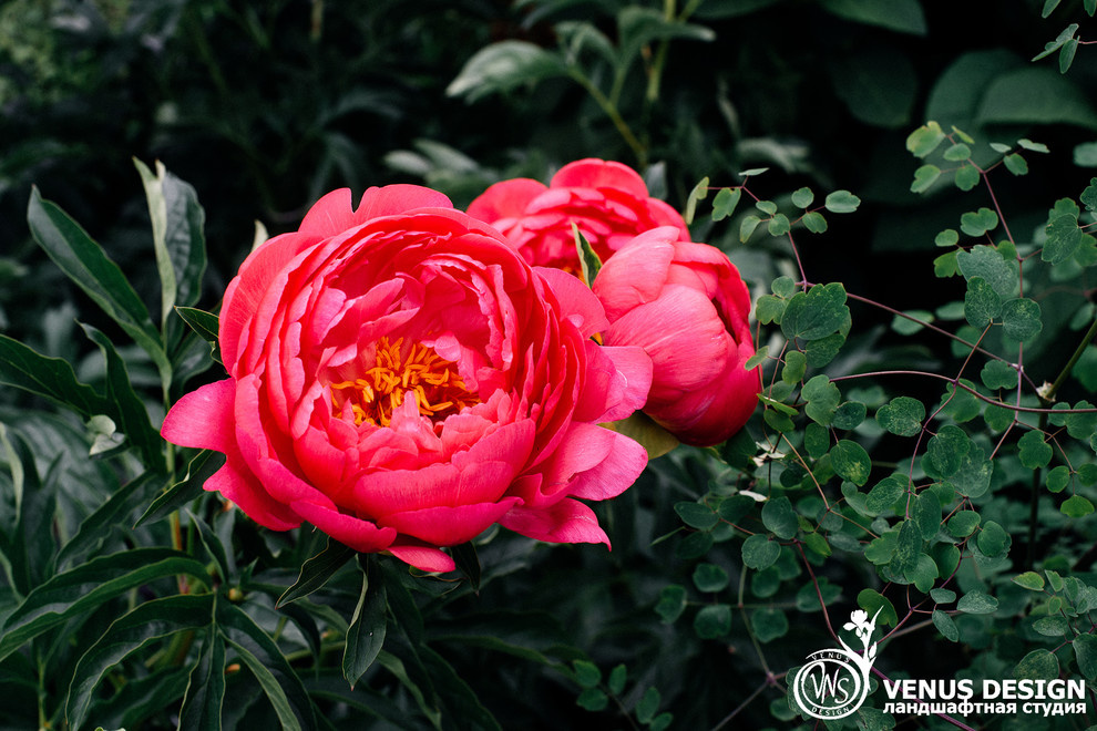 Майский махагон