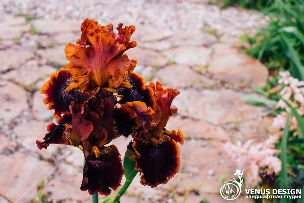 Майский махагон