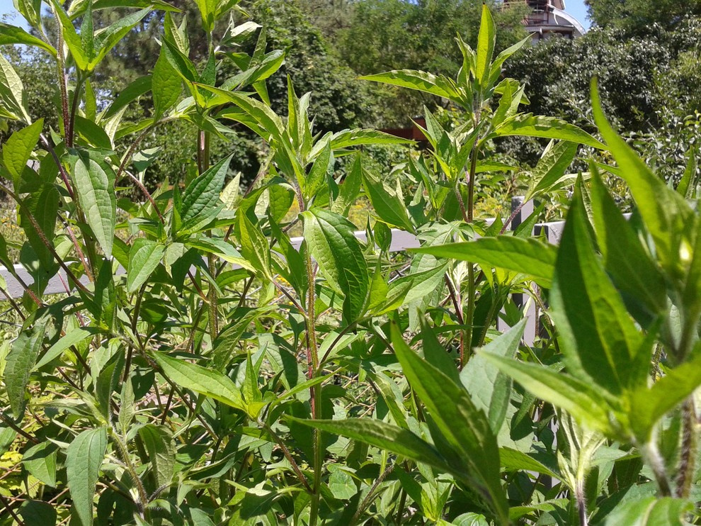 Обложка проекта: THINK-GREEN