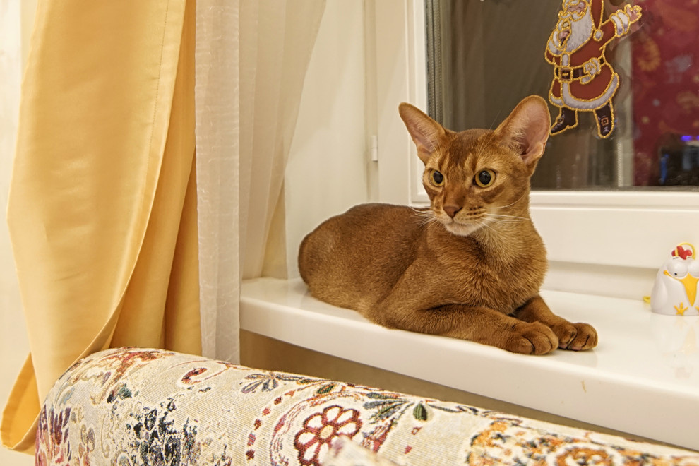 Абисинская кошка