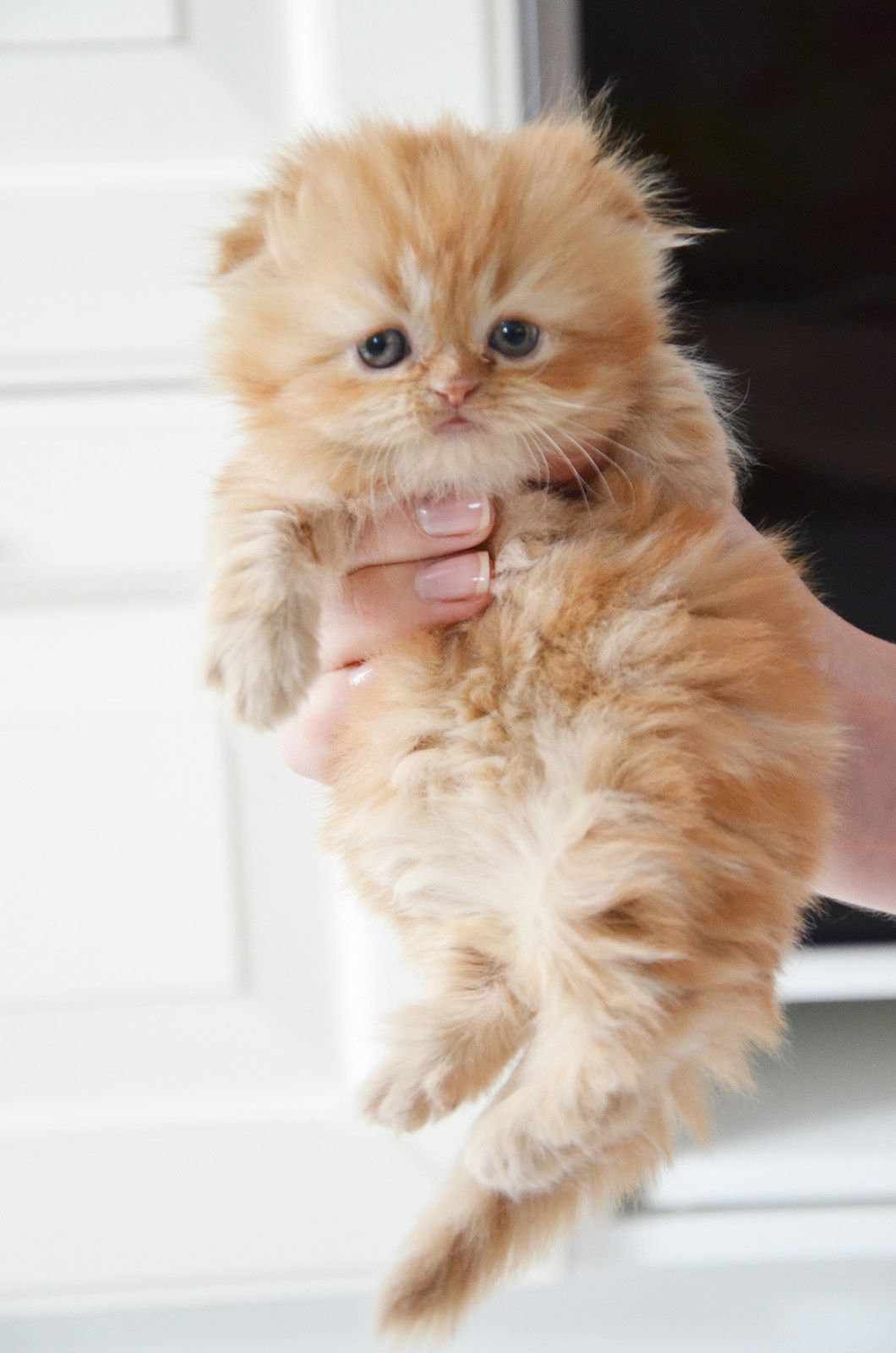 Современная классика