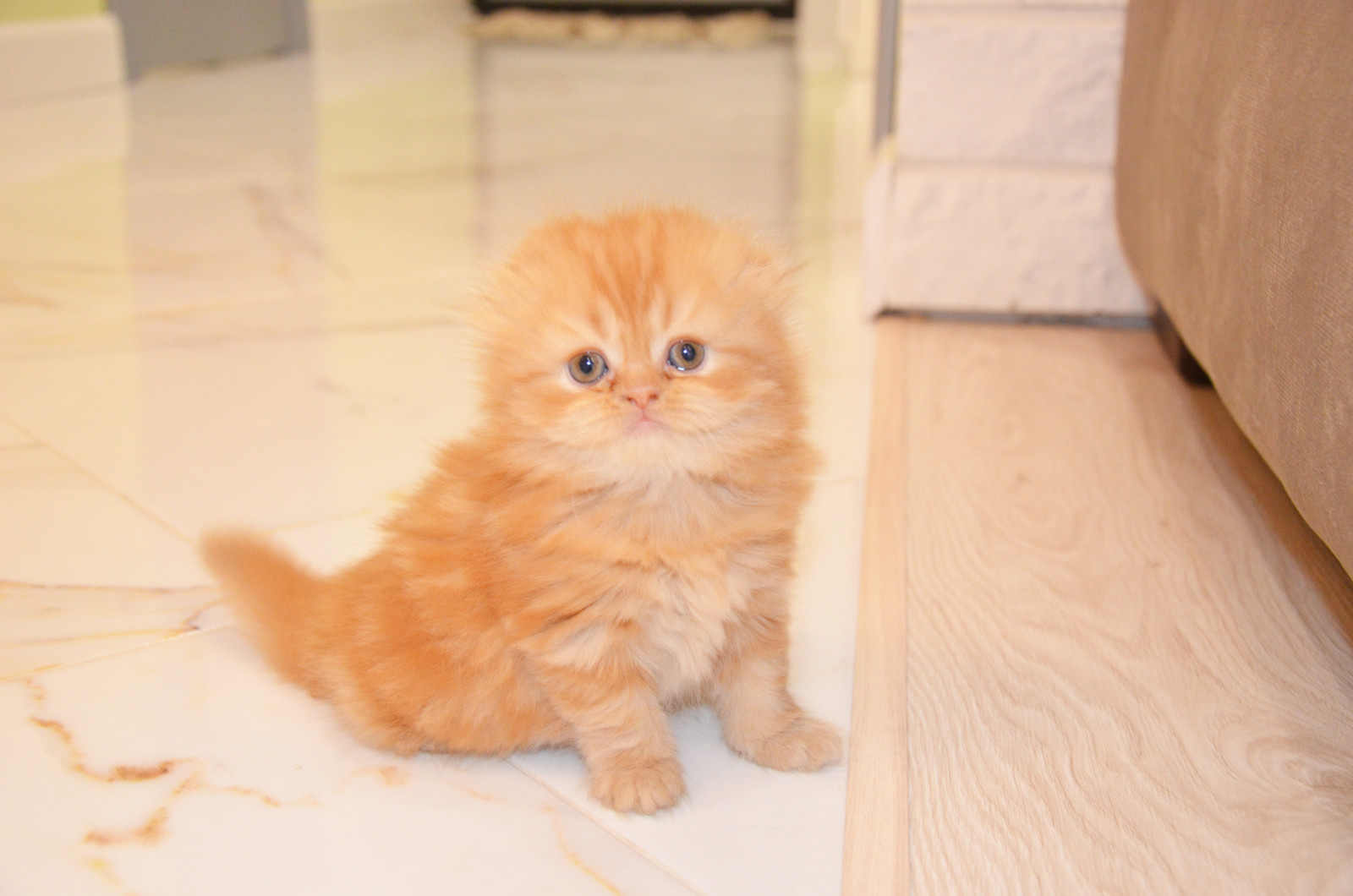 Современная классика