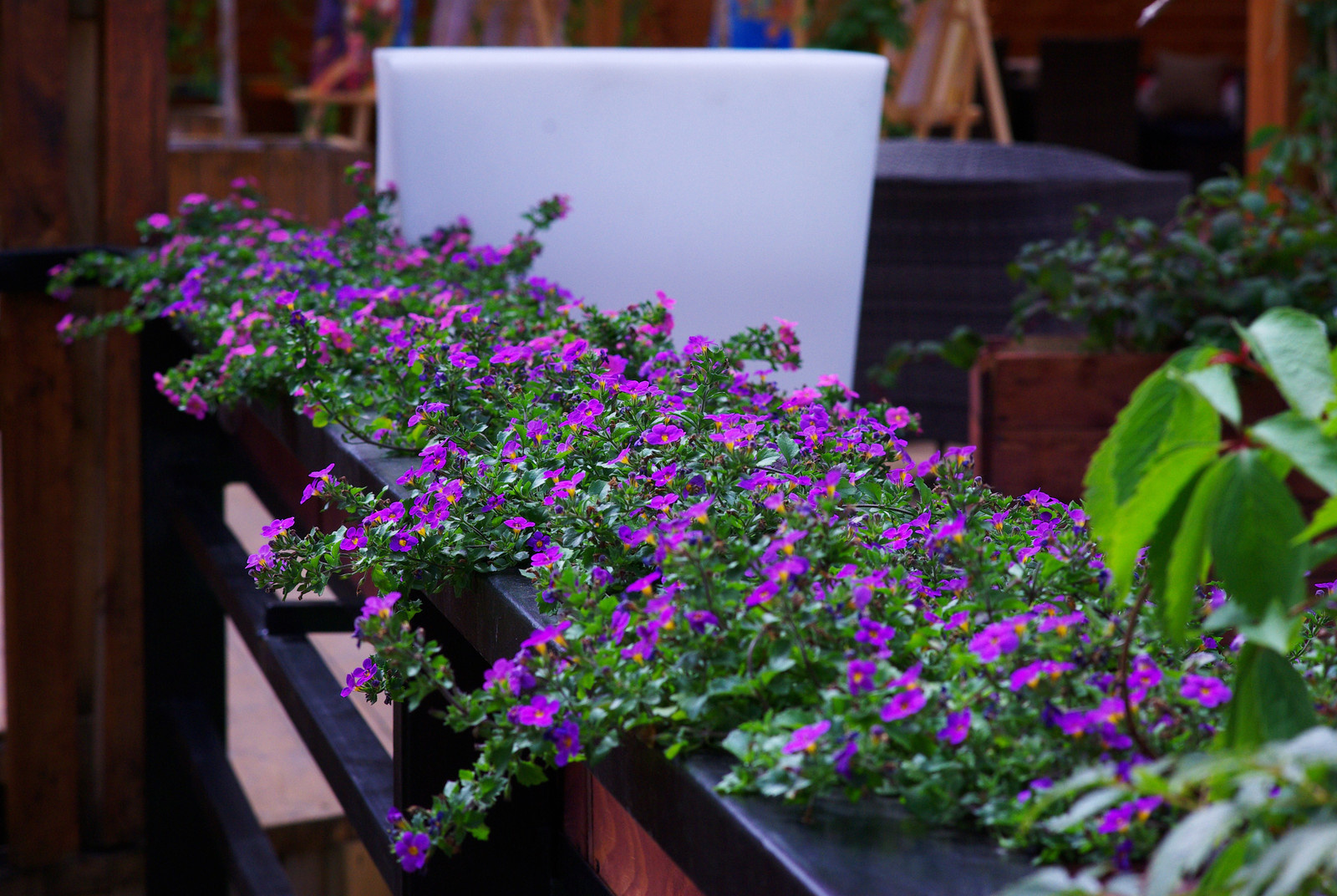 Летний сад, Москва, май 2017