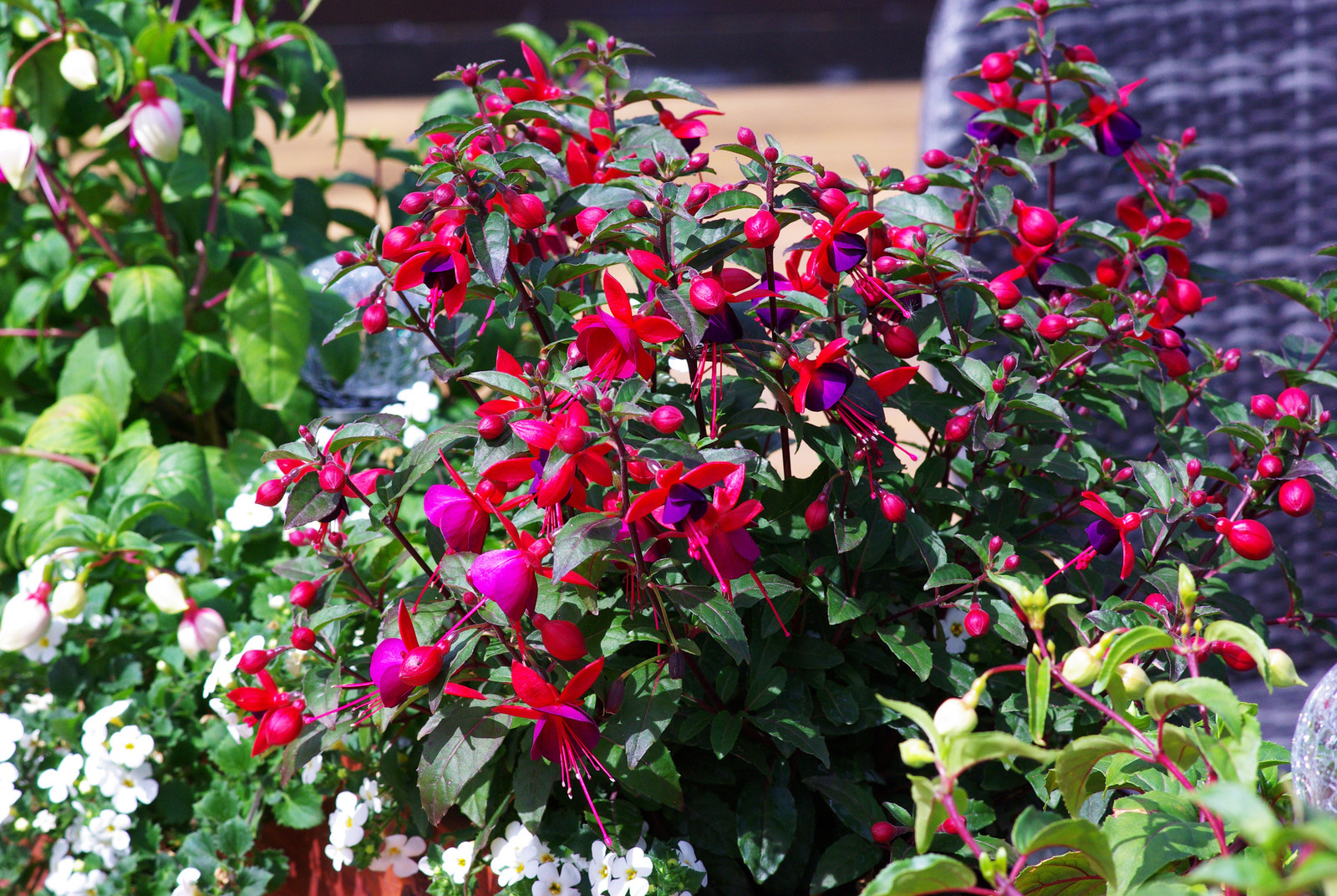 Летний сад, Москва, май 2017