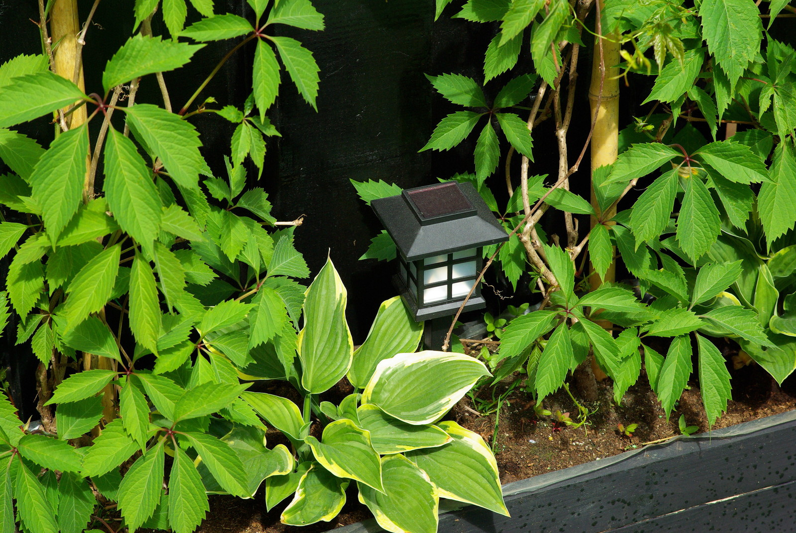 Летний сад, Москва, май 2017