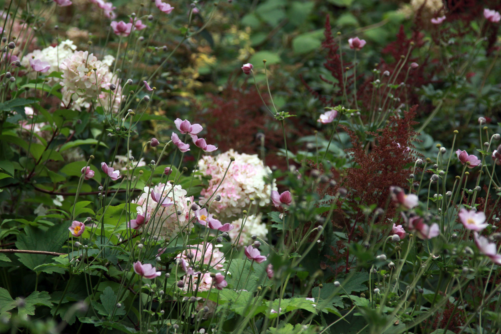Теневой цветник, фрагмент