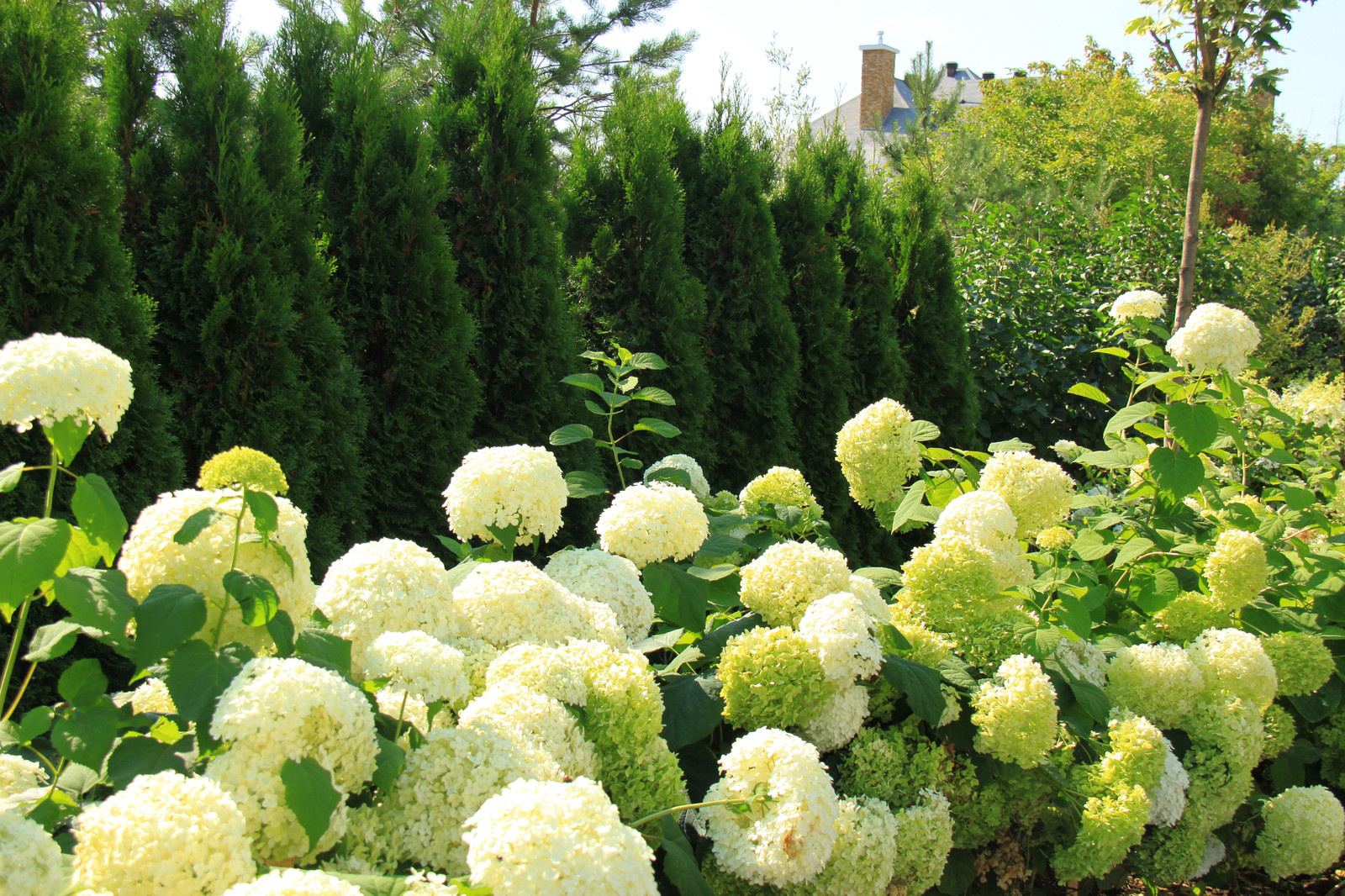 Коттеждный сад. Игры с цветом.