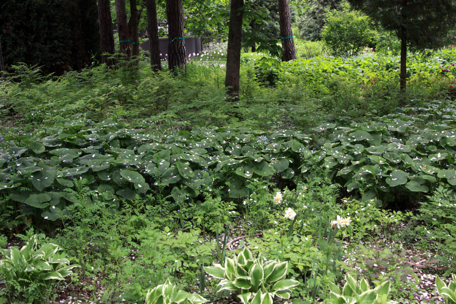 Сад в Серебрянном Бору
