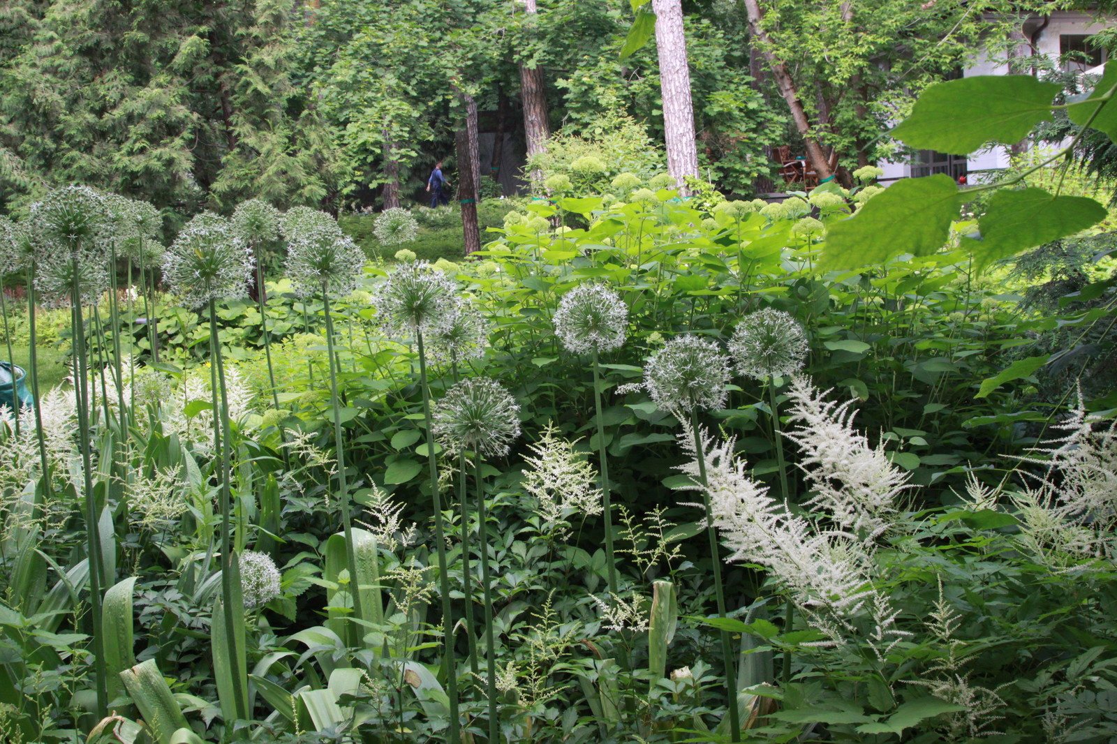 Сад в Серебрянном Бору