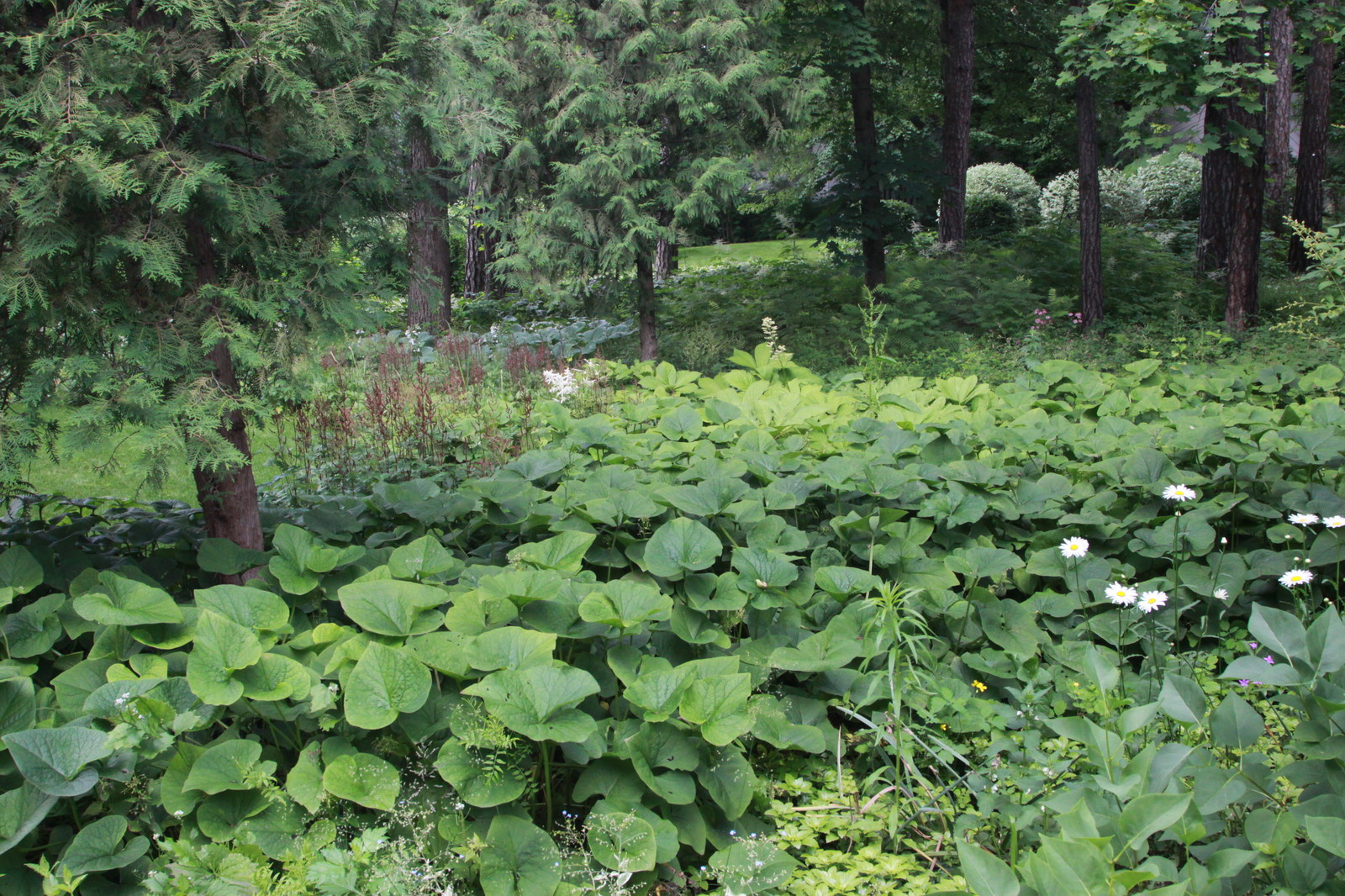 Сад в Серебрянном Бору