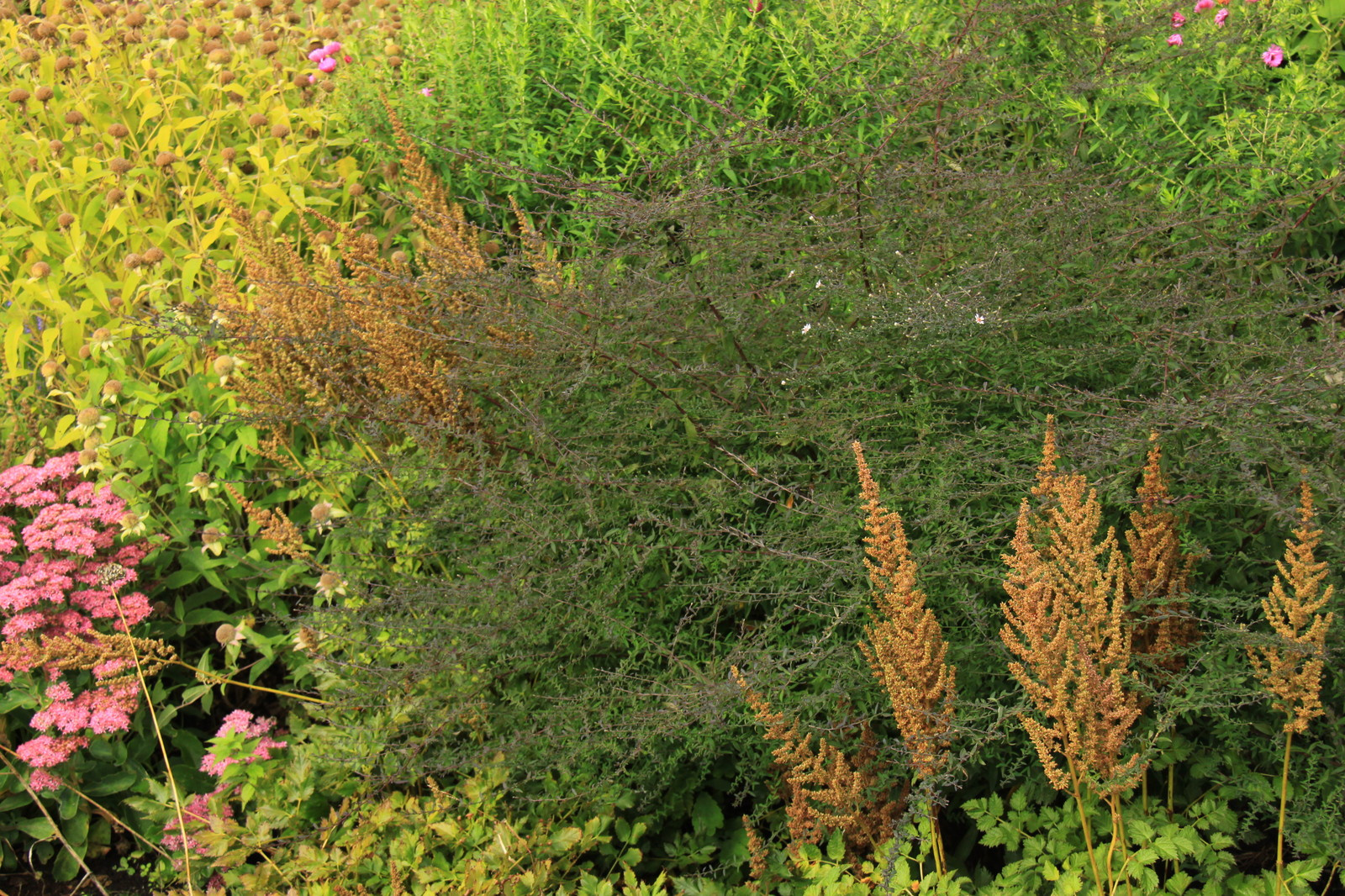 Коттеждный сад. Игры с цветом.