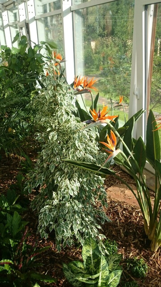 Зимний сад. Калининец