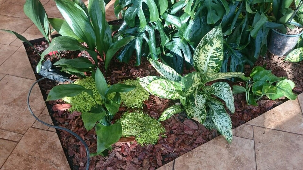 Зимний сад. Калининец