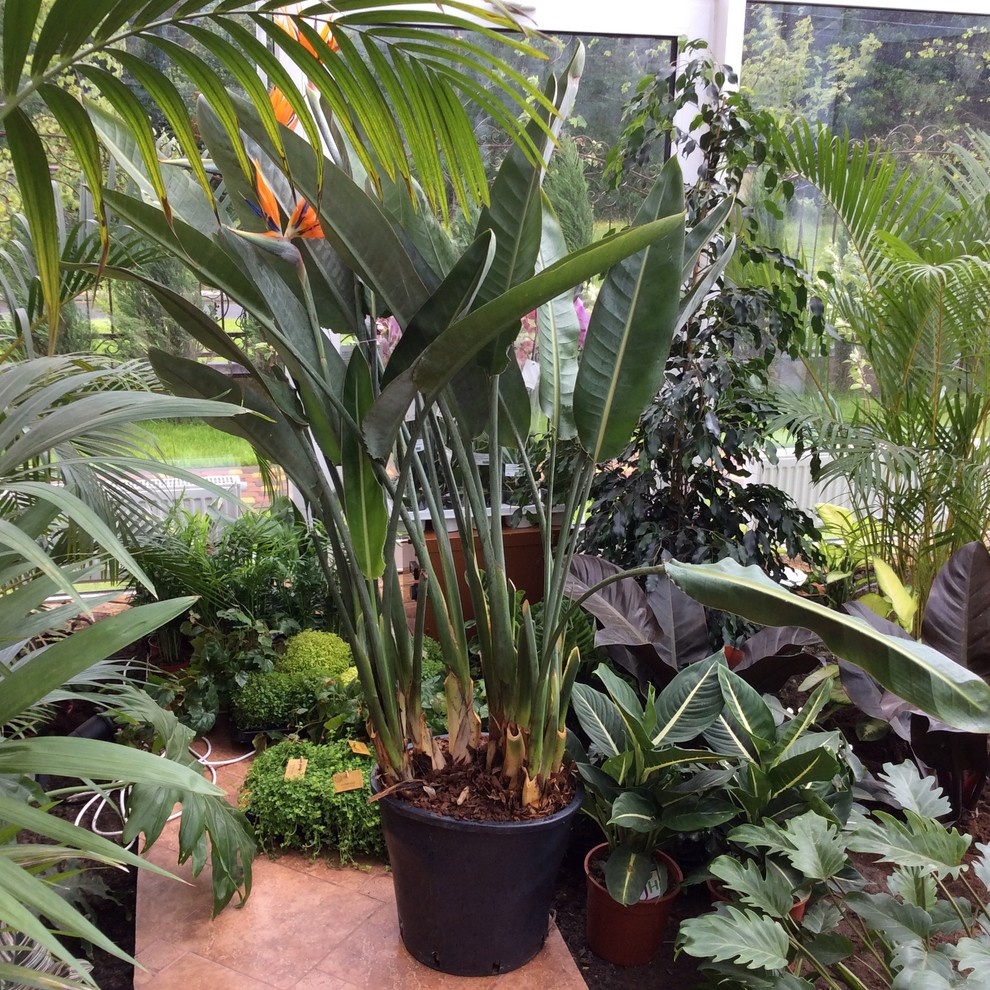 Зимний сад. Калининец