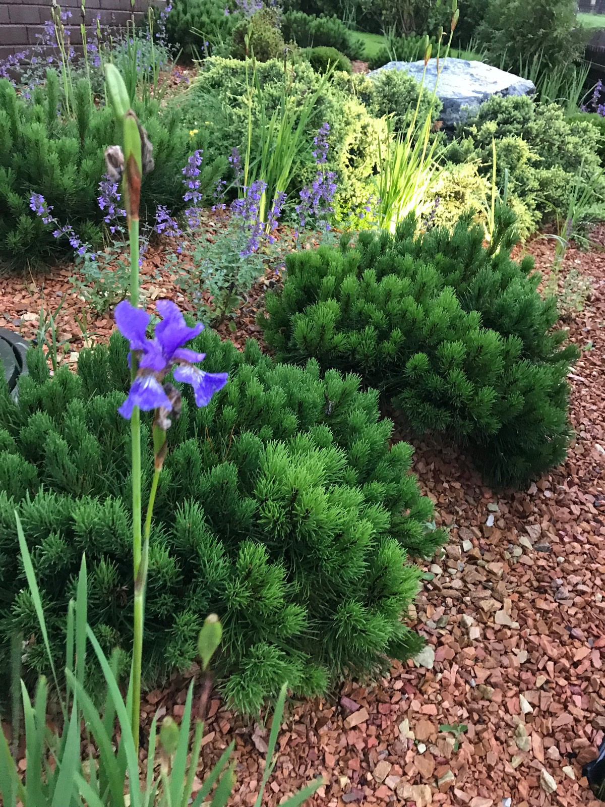 Сад гортензий, ирисов и горных сосен