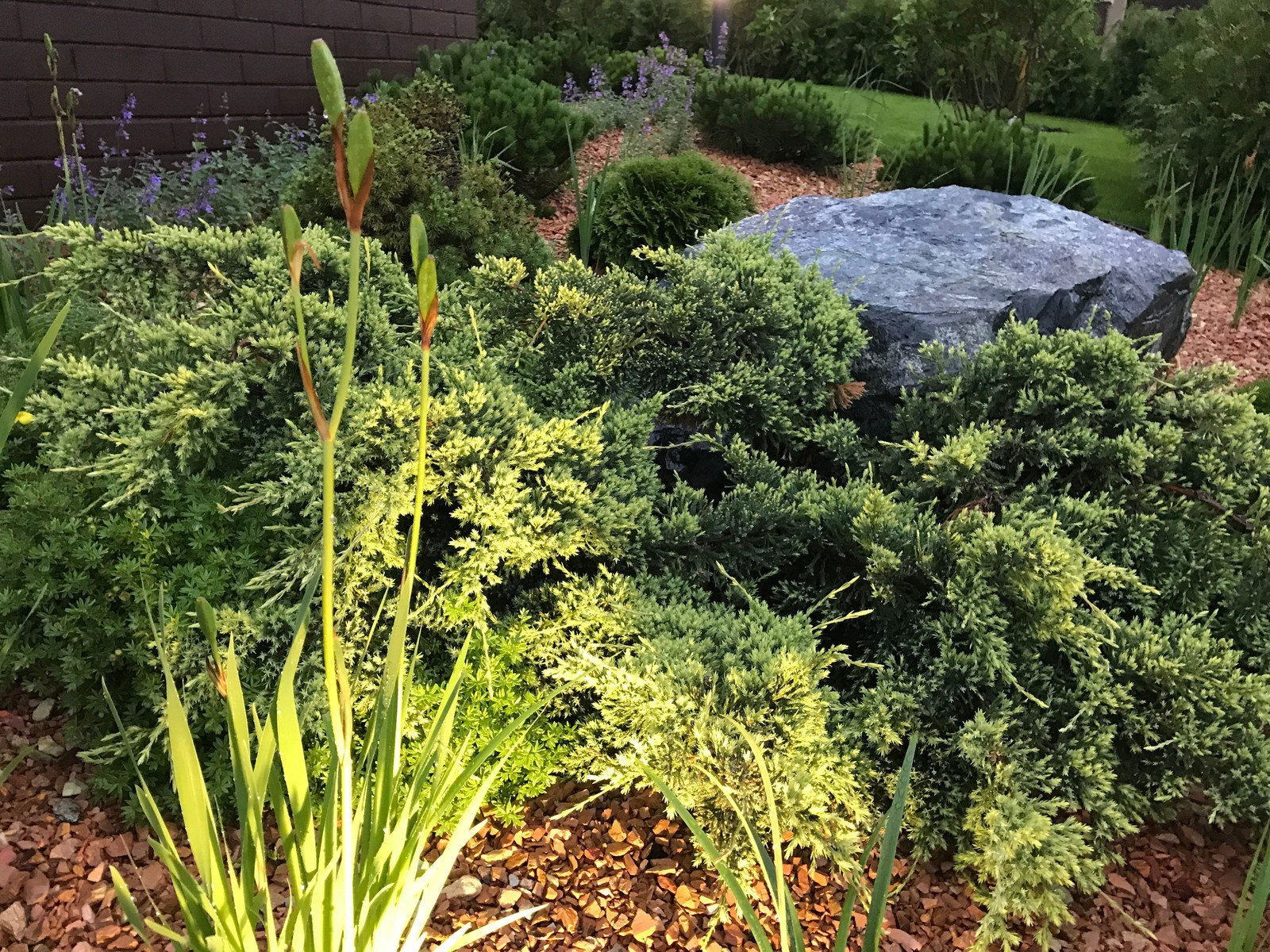 Сад гортензий, ирисов и горных сосен