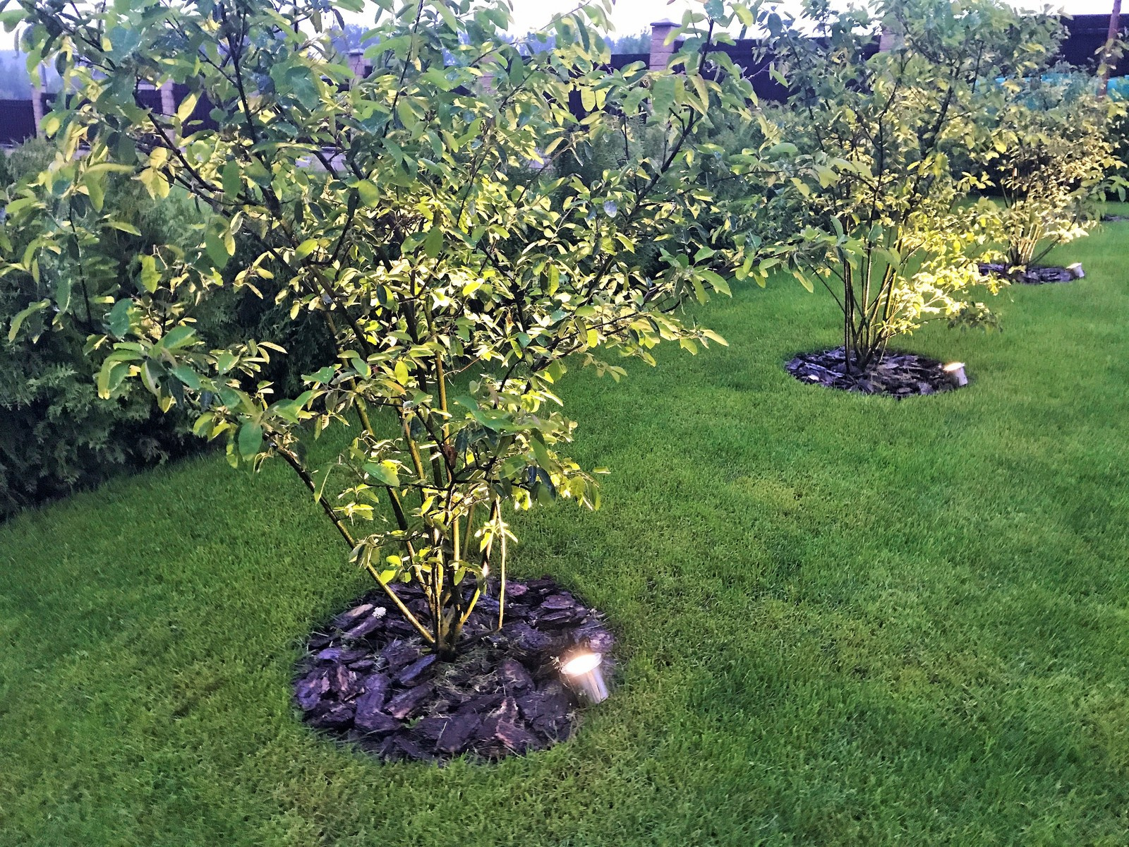 Сад гортензий, ирисов и горных сосен