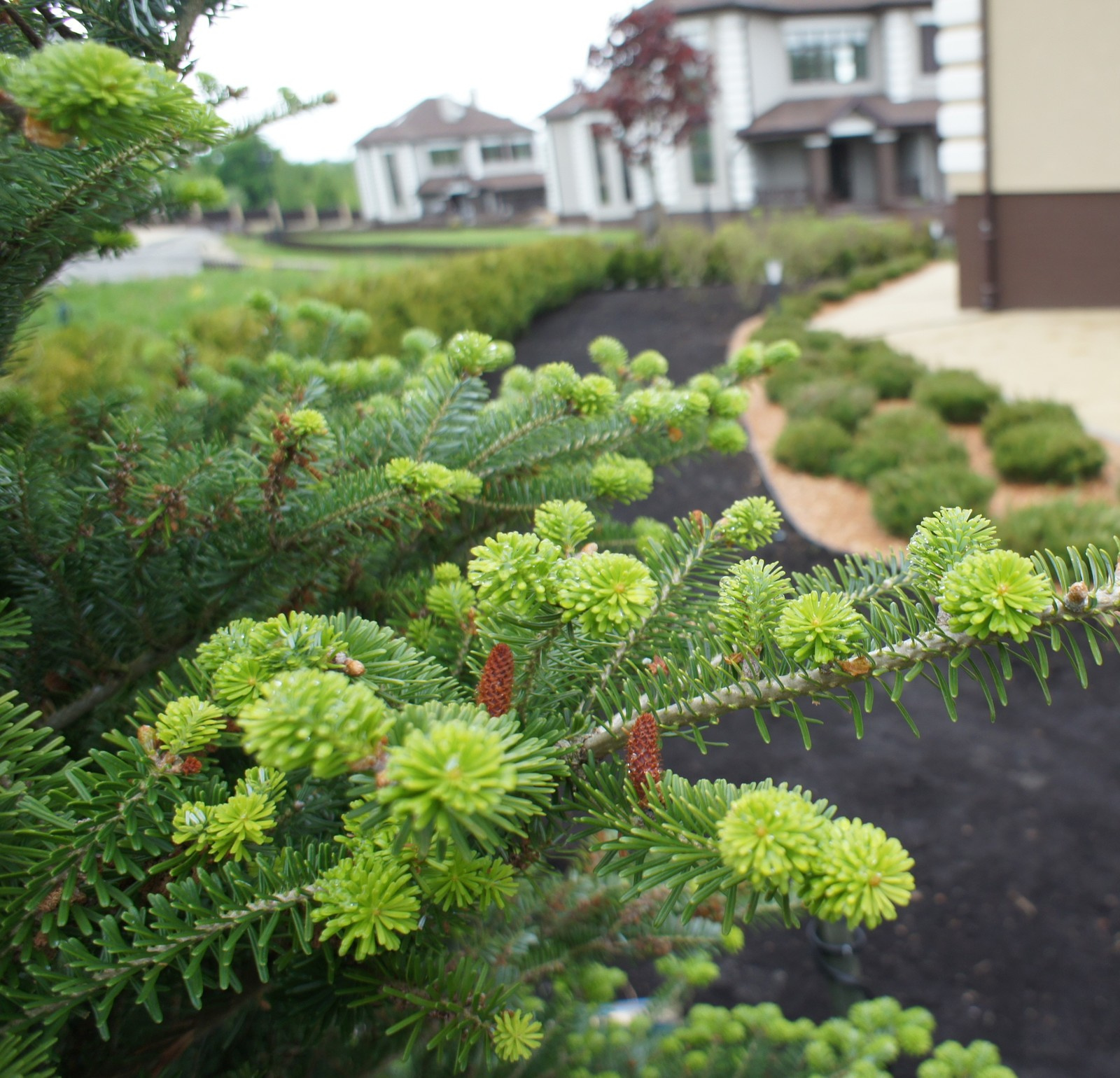 Сад гортензий, ирисов и горных сосен
