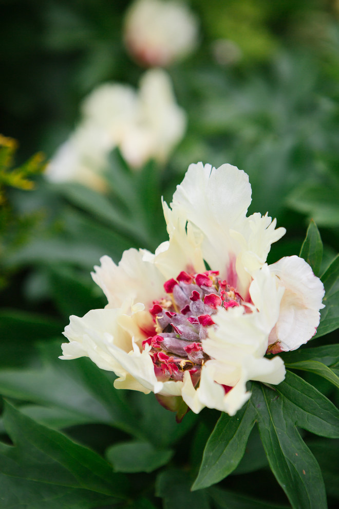 Сад недели: Пионы под неусыпным оком дракона
