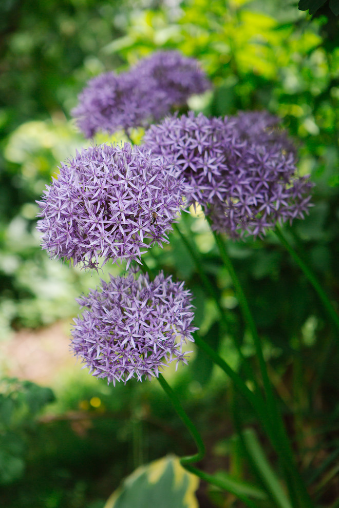 Сад Дракона для Houzz