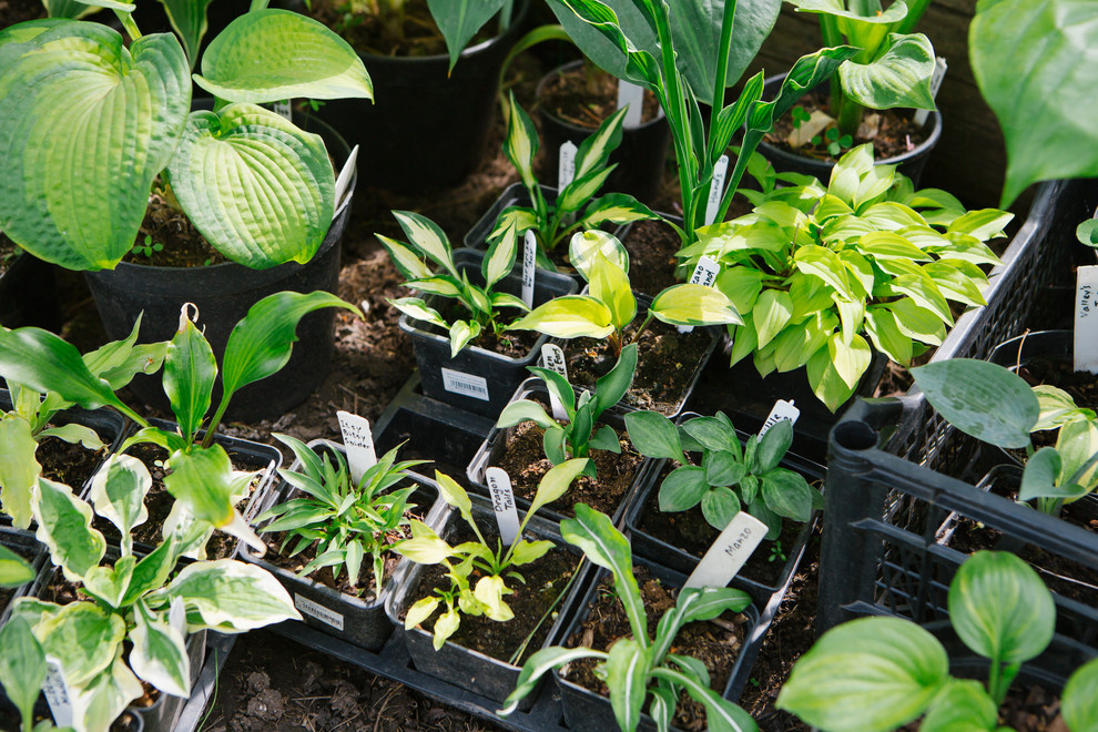 Сад недели: Пионы под неусыпным оком дракона