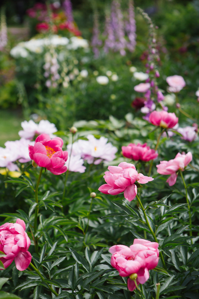 Сад недели: Пионы под неусыпным оком дракона