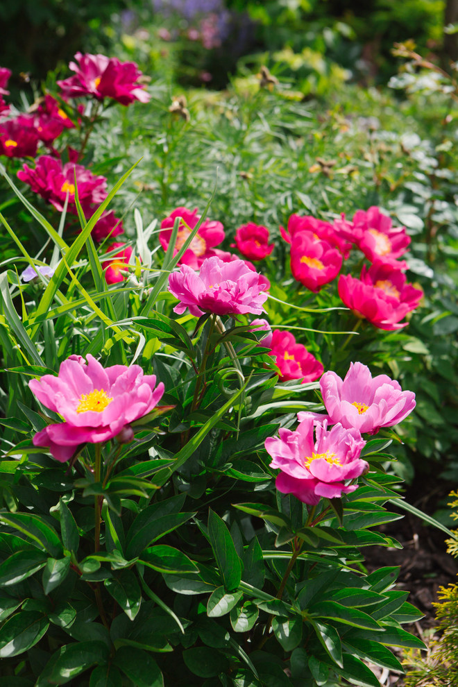 Сад недели: Пионы под неусыпным оком дракона