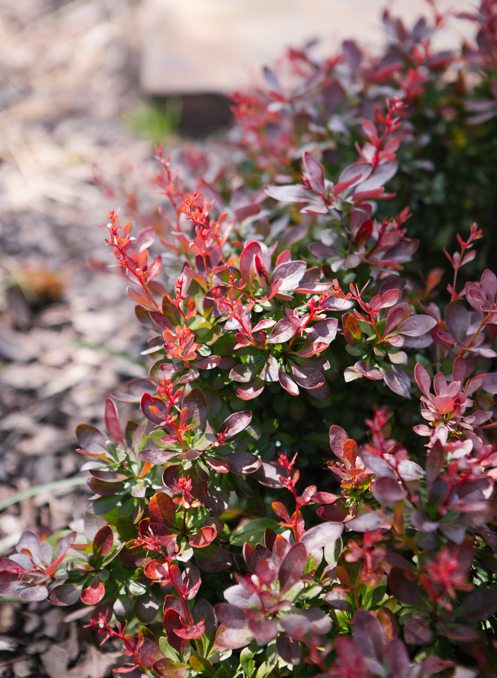 Сад Дракона для Houzz