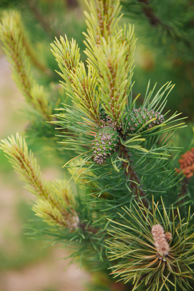 Сад недели: Пионы под неусыпным оком дракона