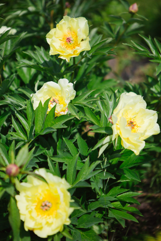Сад недели: Пионы под неусыпным оком дракона
