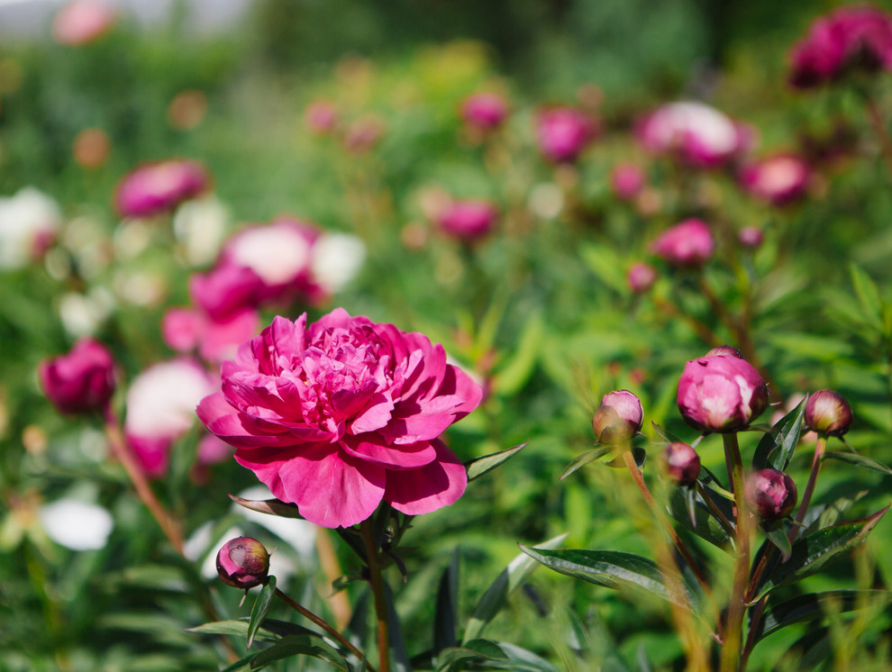 Сад недели: Пионы под неусыпным оком дракона
