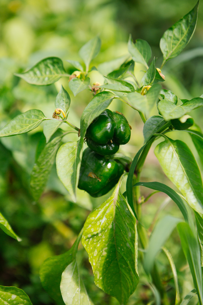 Сад недели: Пионы под неусыпным оком дракона