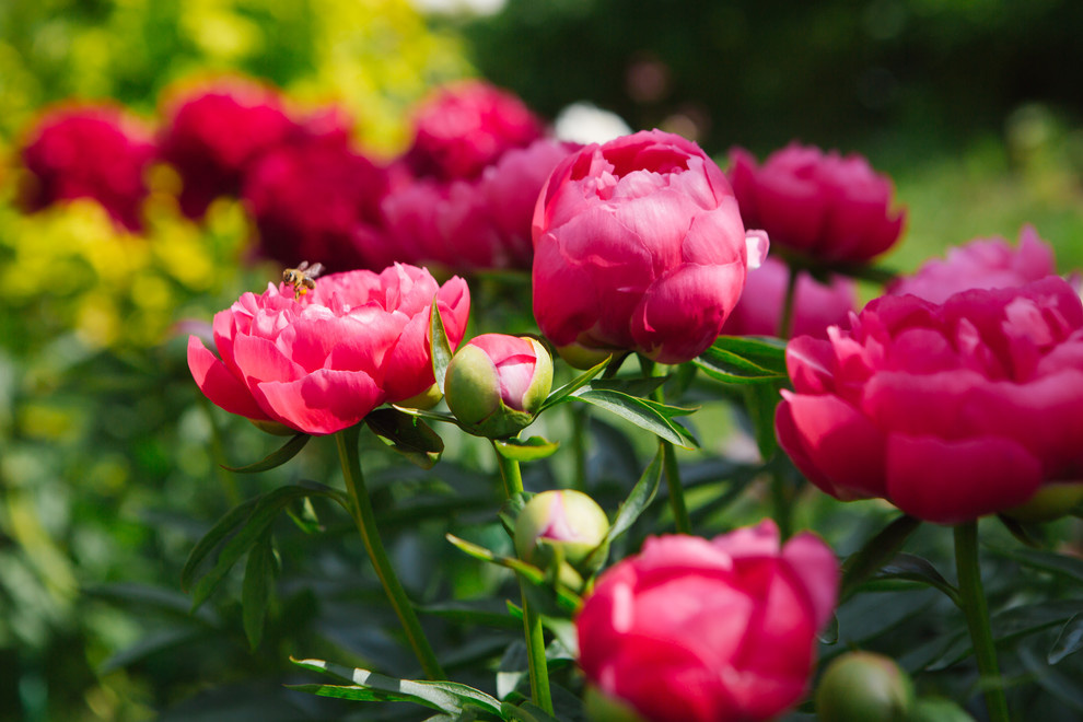 Сад Дракона для Houzz